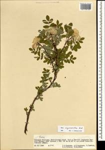 Rosa oxyacantha M. Bieb., Mongolia (MONG) (Mongolia)