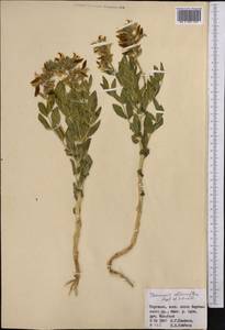 Thermopsis alterniflora Regel & Schmalh., Middle Asia, Western Tian Shan & Karatau (M3) (Kyrgyzstan)