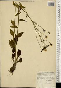 Lapsana communis subsp. grandiflora (M. Bieb.) P. D. Sell, Caucasus, Georgia (K4) (Georgia)