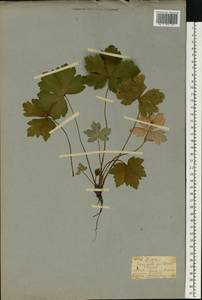 Sanicula europaea L., Eastern Europe, Moscow region (E4a) (Russia)