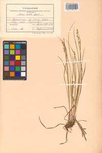 Carex canescens subsp. canescens, Siberia, Russian Far East (S6) (Russia)