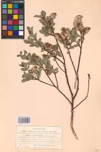 Salix myrsinites L., Eastern Europe, Eastern region (E10) (Russia)