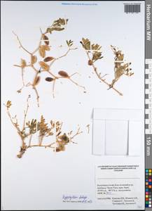 Zygophyllum pterocarpum Bunge, Siberia, Altai & Sayany Mountains (S2) (Russia)