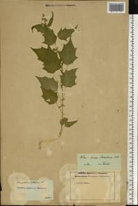 Chenopodiastrum hybridum (L.) S. Fuentes, Uotila & Borsch, Eastern Europe, Latvia (E2b) (Latvia)