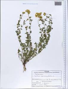 Lotus corniculatus L., Eastern Europe, North Ukrainian region (E11) (Ukraine)
