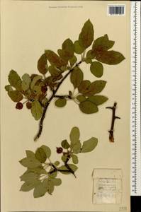 Malus orientalis Uglitzk., Caucasus, Stavropol Krai, Karachay-Cherkessia & Kabardino-Balkaria (K1b) (Russia)