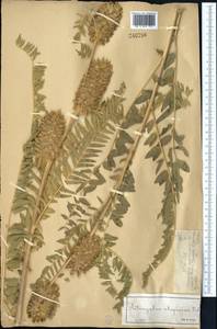 Astragalus alopecias Pall., Middle Asia, Dzungarian Alatau & Tarbagatai (M5) (Kazakhstan)