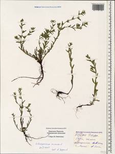 Buglossoides arvensis (L.) I.M.Johnst., Caucasus, Stavropol Krai, Karachay-Cherkessia & Kabardino-Balkaria (K1b) (Russia)
