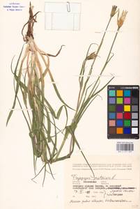 Tragopogon pratensis L., Eastern Europe, Moscow region (E4a) (Russia)