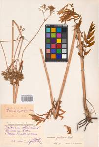 Valeriana pratensis subsp. angustifolia (Soó) Kirschner, Buttler & Hand, Eastern Europe, West Ukrainian region (E13) (Ukraine)