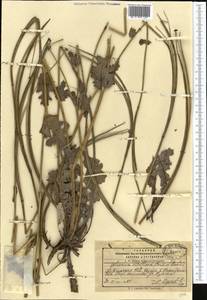 Glaucium fimbrilligerum Boiss., Middle Asia, Pamir & Pamiro-Alai (M2) (Kyrgyzstan)