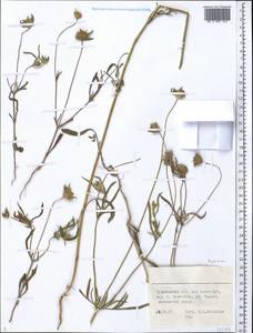 Dipsacaceae, Middle Asia, Kopet Dag, Badkhyz, Small & Great Balkhan (M1) (Turkmenistan)