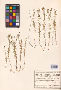 Linum perenne L., Eastern Europe, Eastern region (E10) (Russia)