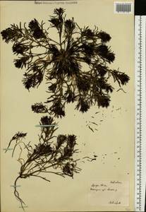 Ajuga chamaepitys subsp. chia (Schreb.) Arcang., Eastern Europe, South Ukrainian region (E12) (Ukraine)