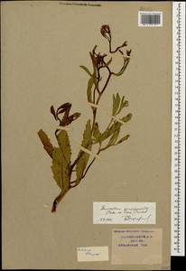 Brassica elongata subsp. pinnatifida (Schmalh.) Greuter & Burdet, Caucasus, Krasnodar Krai & Adygea (K1a) (Russia)