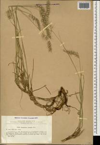 Cenchrus orientalis (Rich.) Morrone, Caucasus, Armenia (K5) (Armenia)