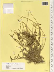 Nitrosalsola vermiculata (L.) Theodorova, South Asia, South Asia (Asia outside ex-Soviet states and Mongolia) (ASIA) (Israel)