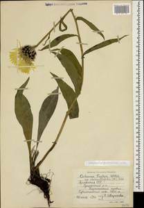 Centaurea cheiranthifolia Willd., Caucasus, Armenia (K5) (Armenia)