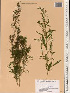 Dysphania ambrosioides (L.) Mosyakin & Clemants, South Asia, South Asia (Asia outside ex-Soviet states and Mongolia) (ASIA) (Nepal)