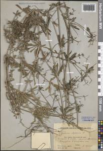 Galium aparine L., Caucasus, Stavropol Krai, Karachay-Cherkessia & Kabardino-Balkaria (K1b) (Russia)