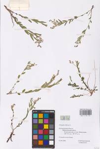 Polygala sibirica L., Eastern Europe, Central forest-and-steppe region (E6) (Russia)