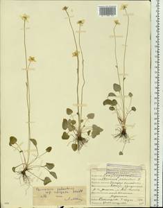 Parnassia palustris L., Siberia, Yakutia (S5) (Russia)