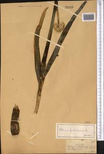 Allium altaicum Pall., Middle Asia, Dzungarian Alatau & Tarbagatai (M5) (Kazakhstan)