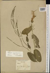 Conringia orientalis (L.) Dumort., Eastern Europe, Moscow region (E4a) (Russia)