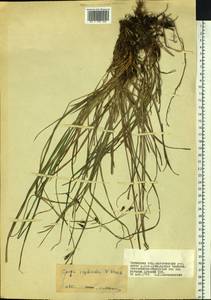 Carex rigidioides (Gorodkov) V.I.Krecz., Siberia, Baikal & Transbaikal region (S4) (Russia)
