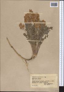 Hedysarum lehmannianum Bunge, Middle Asia, Pamir & Pamiro-Alai (M2) (Tajikistan)