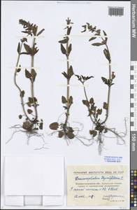 Dracocephalum thymiflorum L., Eastern Europe, North Ukrainian region (E11) (Ukraine)