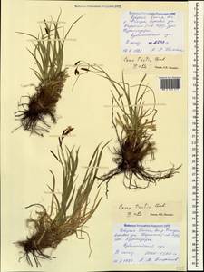 Carex tristis M.Bieb., Caucasus, North Ossetia, Ingushetia & Chechnya (K1c) (Russia)