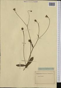 Hedypnois rhagadioloides (L.) F. W. Schmidt, Western Europe (EUR) (Not classified)