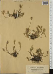 Hordeum marinum subsp. gussoneanum (Parl.) Thell., Western Europe (EUR) (Hungary)