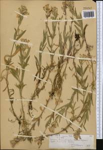 Silene repens Patrin, Middle Asia, Northern & Central Tian Shan (M4) (Kazakhstan)