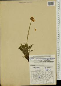 Papaver rubroaurantiacum (Fisch. ex DC.) C. E. Lundstr., Mongolia (MONG) (Mongolia)