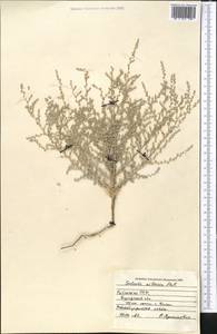 Nitrosalsola nitraria (Pall.) Tzvelev, Middle Asia, Syr-Darian deserts & Kyzylkum (M7) (Uzbekistan)