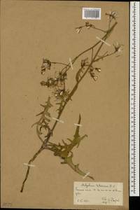 Lactuca tatarica (L.) C.A.Mey., Eastern Europe, Lower Volga region (E9) (Russia)
