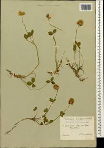 Trifolium ambiguum M.Bieb., Caucasus, South Ossetia (K4b) (South Ossetia)