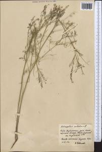 Astragalus sulcatus L., Middle Asia, Northern & Central Kazakhstan (M10) (Kazakhstan)