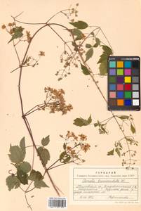 Clematis brevicaudata DC., Siberia, Russian Far East (S6) (Russia)