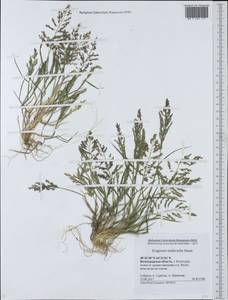 Eragrostis multicaulis Steud., Eastern Europe, Lower Volga region (E9) (Russia)