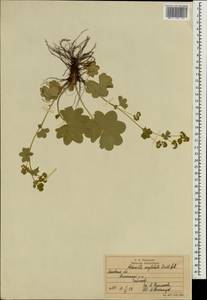 Alchemilla conglobata H. Lindb., Eastern Europe, Moscow region (E4a) (Russia)