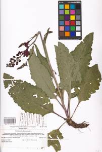 MHA 0 159 083, Verbascum phoeniceum L., Eastern Europe, Lower Volga region (E9) (Russia)