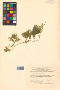 Diphasiastrum alpinum (L.) Holub, Siberia, Chukotka & Kamchatka (S7) (Russia)