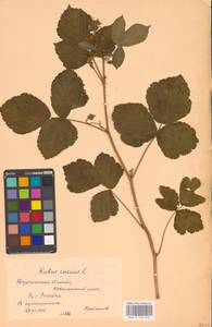 Rubus caesius L., Eastern Europe, Central forest-and-steppe region (E6) (Russia)