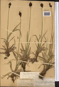 Carex melanantha C.A.Mey., Middle Asia, Dzungarian Alatau & Tarbagatai (M5) (Kazakhstan)