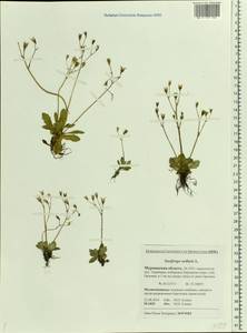 Micranthes stellaris subsp. stellaris, Eastern Europe, Northern region (E1) (Russia)