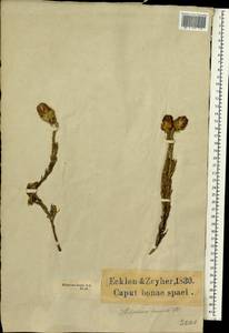 Edmondia pinifolia (Lam.) Hilliard, Africa (AFR) (South Africa)