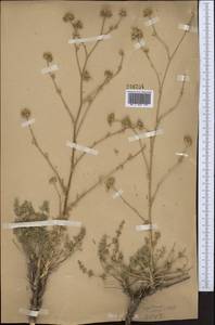 Libanotis marginata Korov., Middle Asia, Western Tian Shan & Karatau (M3)